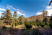 Marocco meridionale - La palmeria di Tiout, nei pressi di Taroudannt.